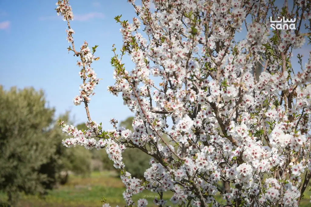 جمال الطبيعة في بلدة المزرعة بريف السويداء الغربي