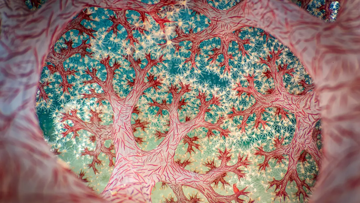 مصور يوثق "مجرّة" في قلب الشعاب المرجانية بمياه إندونيسيا