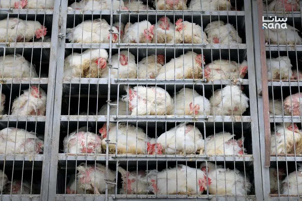 دخول 25 شاحنة محملة بالفروج الحي عبر منفذ الراعي الحدودي مع تركيا لدعم استقرار السوق