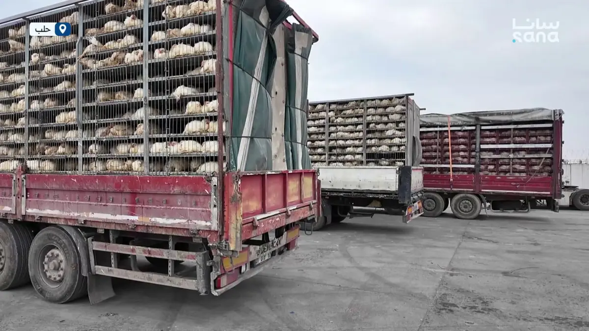 إدخال شحنات من الدجاج عبر منفذ الراعي الحدودي.. لتغطية احتياجات السوق المحلية من مادة الفروج