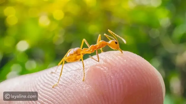 تفسير حلم الحشرات للعازبة والمتزوجة والحامل وفقاً لكبار المفسرين