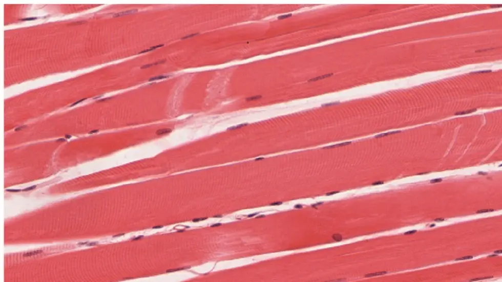 علماء صينيون يطبعون أنسجة عضلية تحاكي الطبيعية بدقة مذهلة!