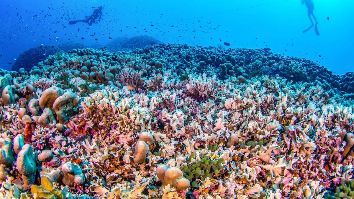 صورة لمرجان في إندونيسيا تفوز بجائزة مصور العام للتصوير عن قرب