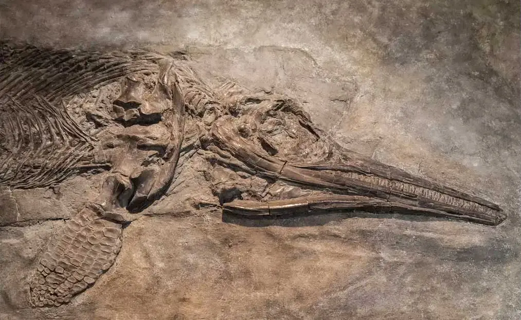 اكتشاف أحافير برمائيات بحرية قديمة في أستراليا تعود إلى بداية عصر الديناصورات