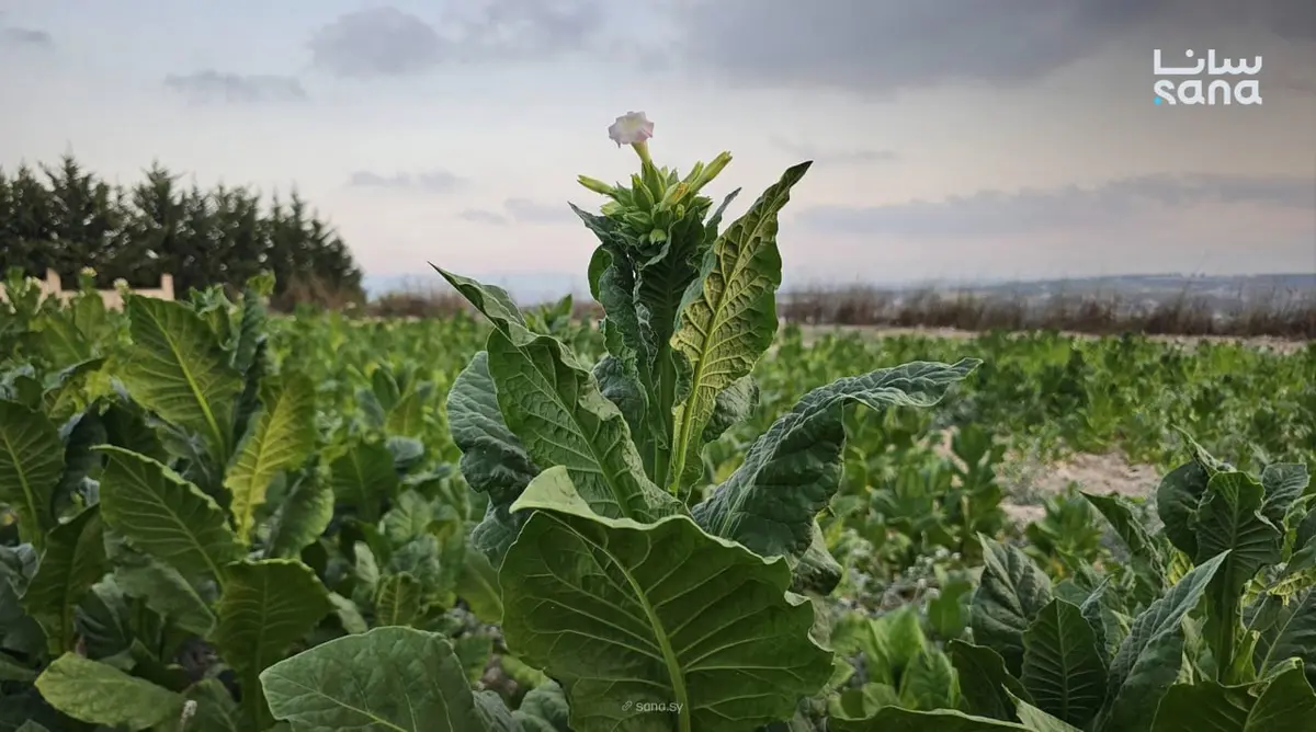 المؤسسة العامة للتبغ تطلق خطوط إنتاج جديدة الشهر القادم