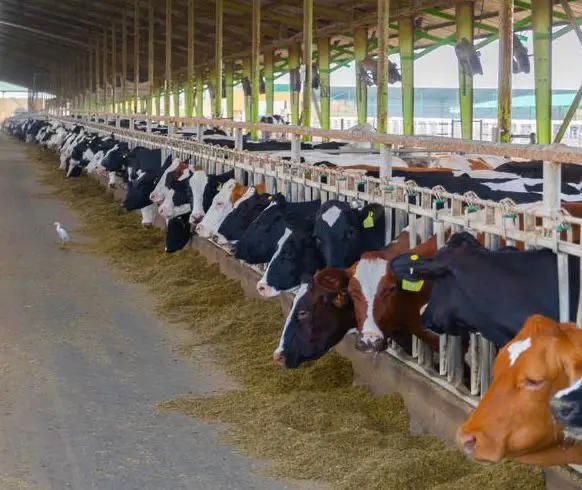 أسعار الماشية الحية ترتفع 20 جنيهًا للكيلو خلال أسبوع مع صعود الأعلاف ‏