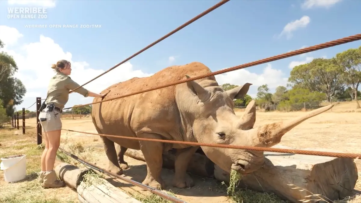 شاهد وحيدة قرن مسنّة تستمتع بحمام طيني وتدليك في أستراليا