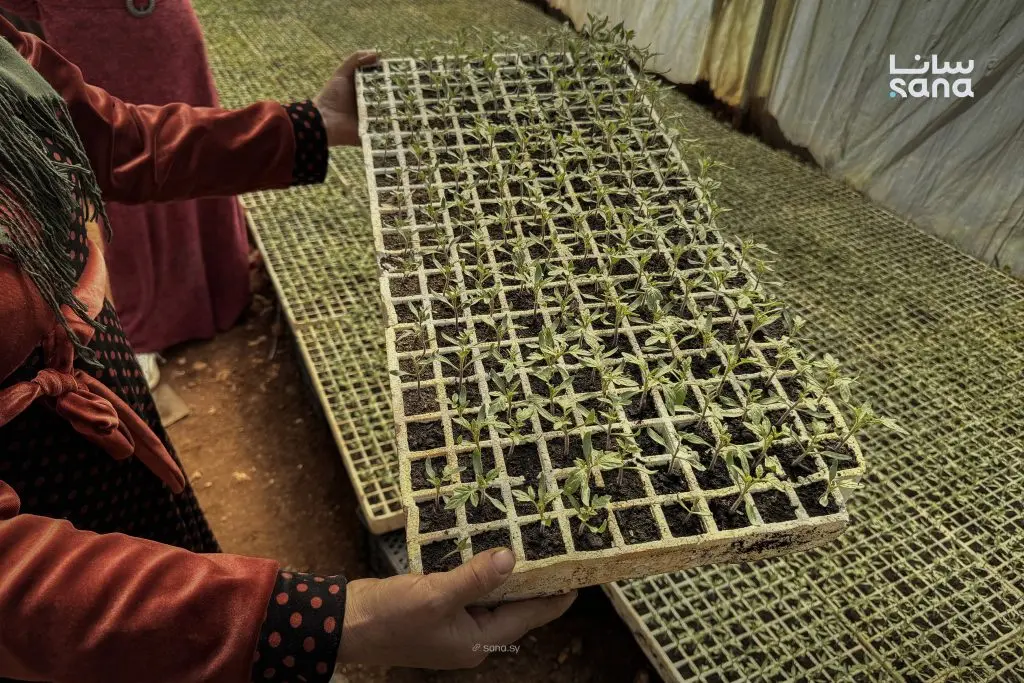 مبادرات أكاديا تعزز الإنتاجية والدخل لمزارعي الزيتون والخضراوات في إدلب