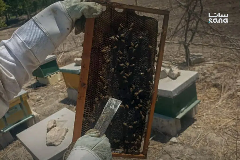 نحالو ريف دمشق يواجهون تحديات الشتاء رغم تحسن المراعي الرحيقية