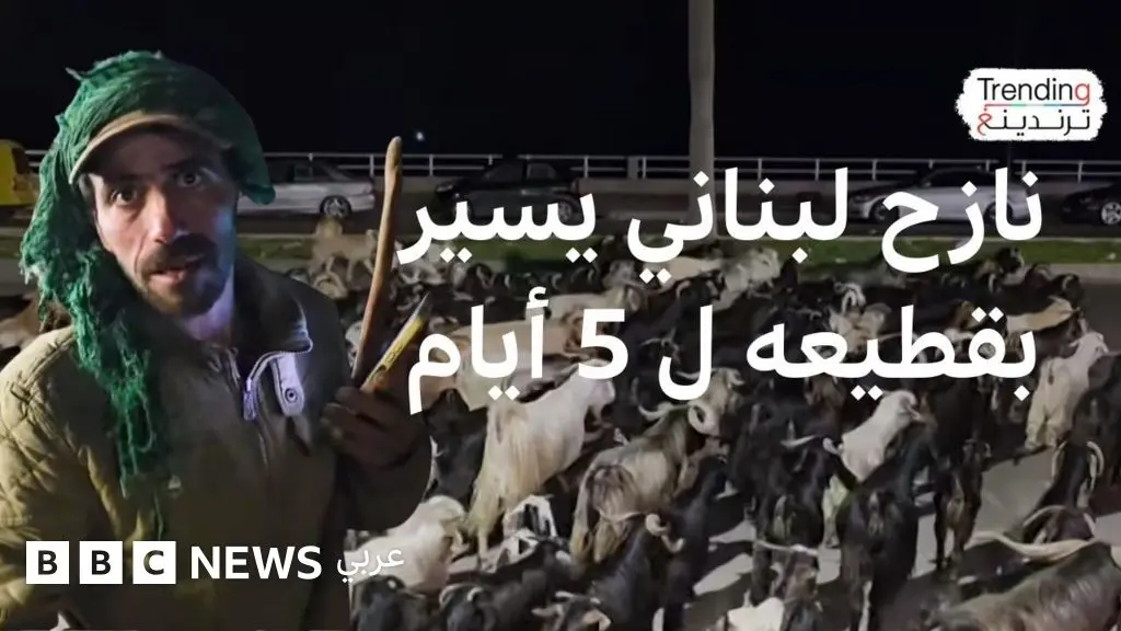 النزوح يجبر راعياً لبنانياً على السير 5 أيام مع قطيعه هرباً من القصف - BBC News عربي