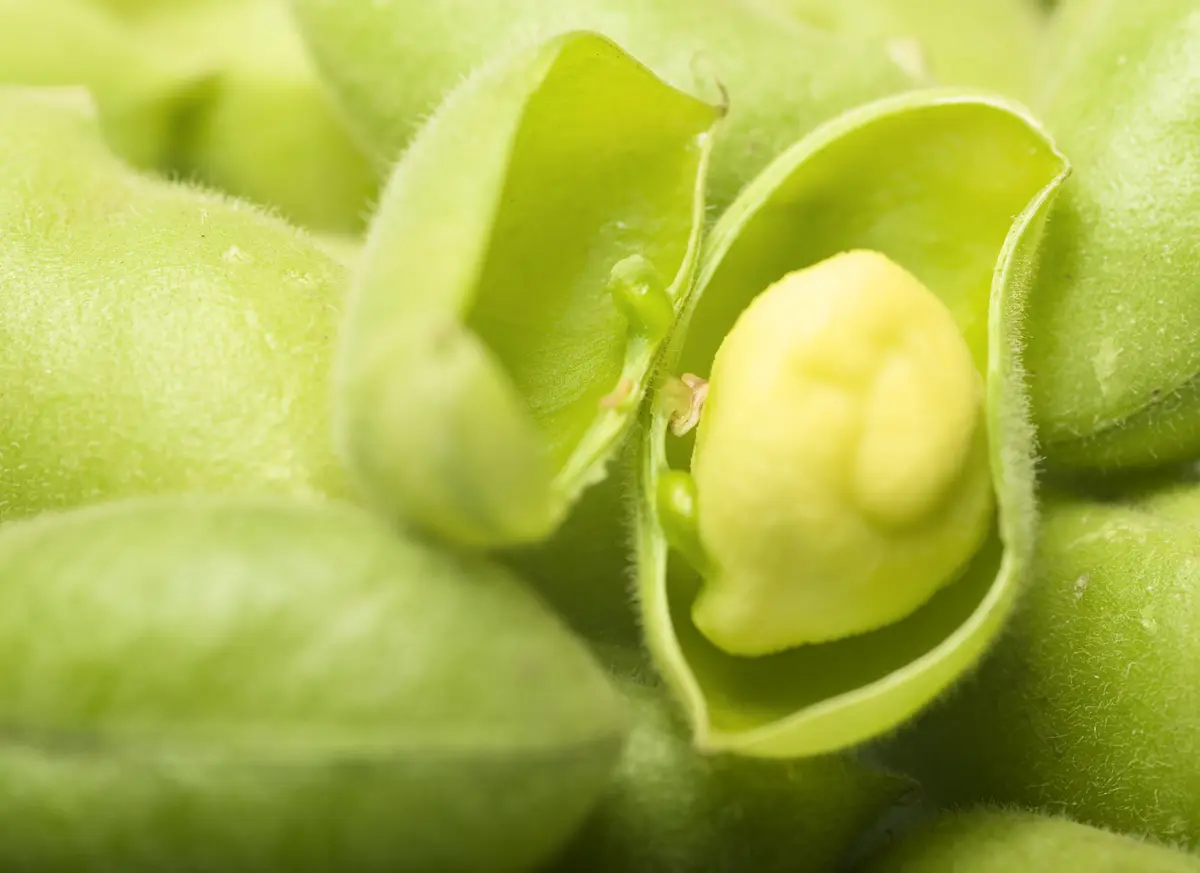 علماء ينجحون في زراعة وحصاد الحمص في تربة تحاكي سطح القمر