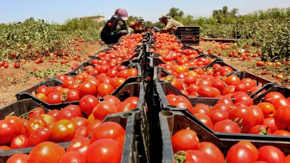بندورة رمضان "تكتوي" بنار الأسعار: الكيلو يتجاوز الدينار في أسواق عمان