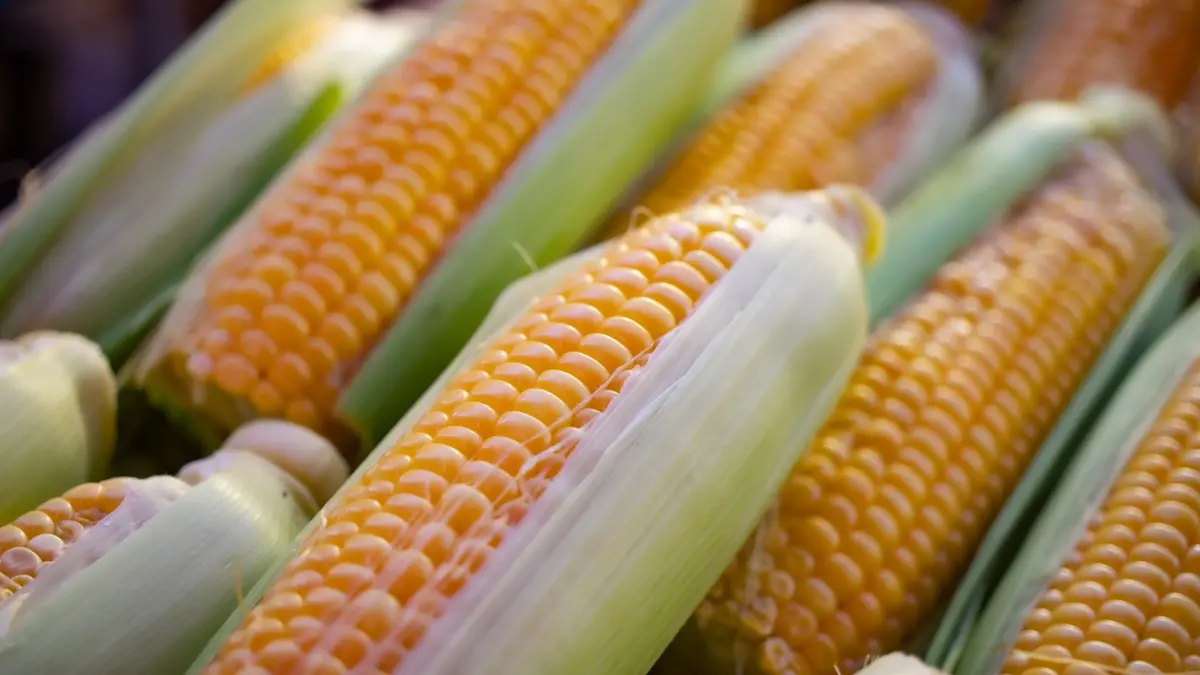 واردات مصر من الذرة الصفراء تتراجع 28% أول شهرين من 2026