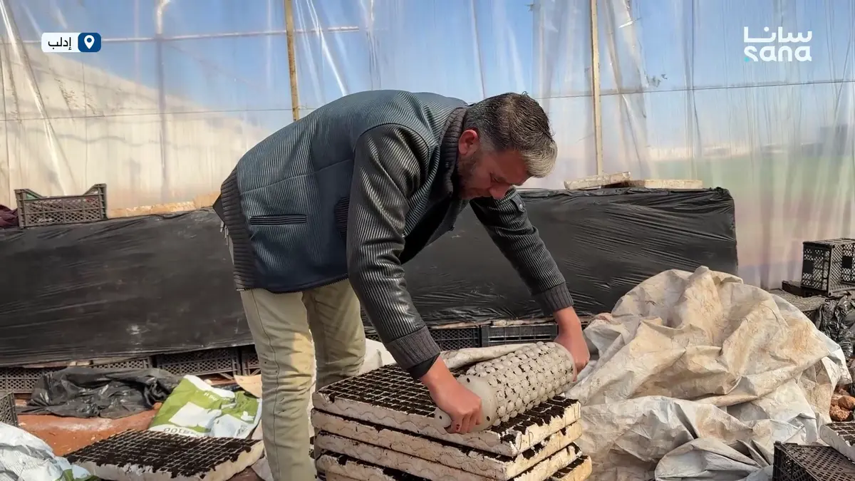 من البيوت المحمية إلى الأراضي المكشوفة.. رحلة شتول الخضار الهجينة في جمعية أكاديا بريف إدلب