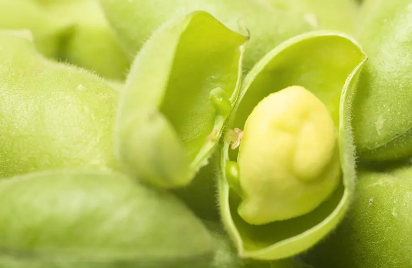 علماء ينجحون بزراعة الحمص في تربة تحاكي القمر