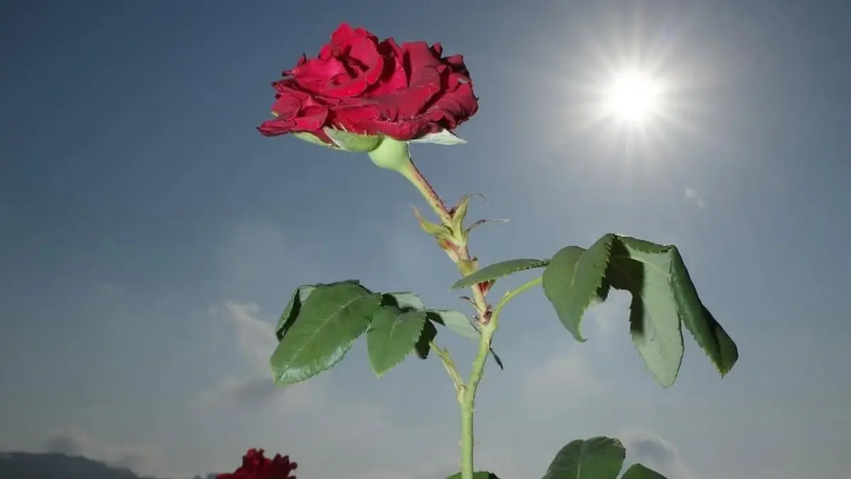 Here’s How You Can Help The Displaced People Of Lebanon Right Now