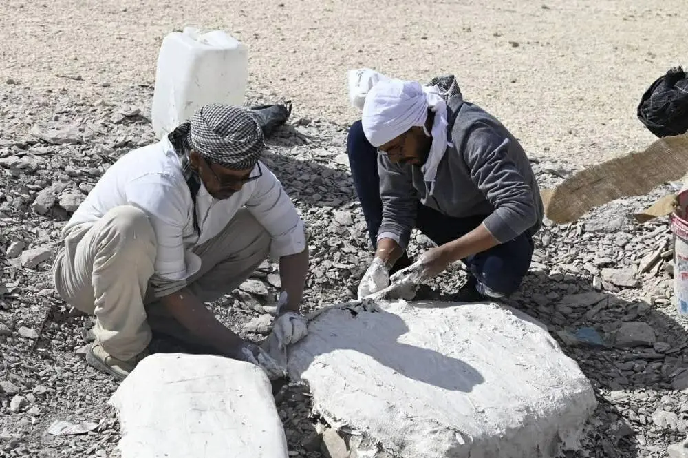 مصر.. اكتشاف أول سلحفاة بحرية عملاقة من عصر الديناصورات