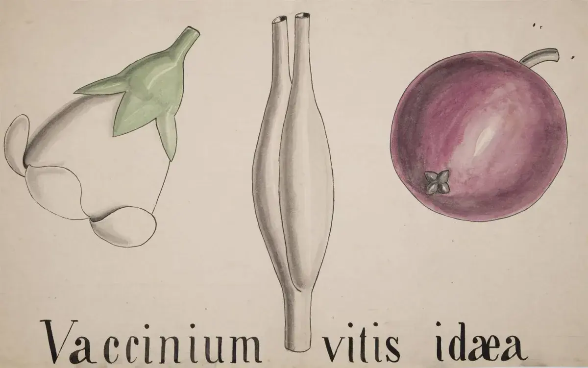 «كامبريدج» تُقدِّم دورة في علم النبات ألهمت داروين