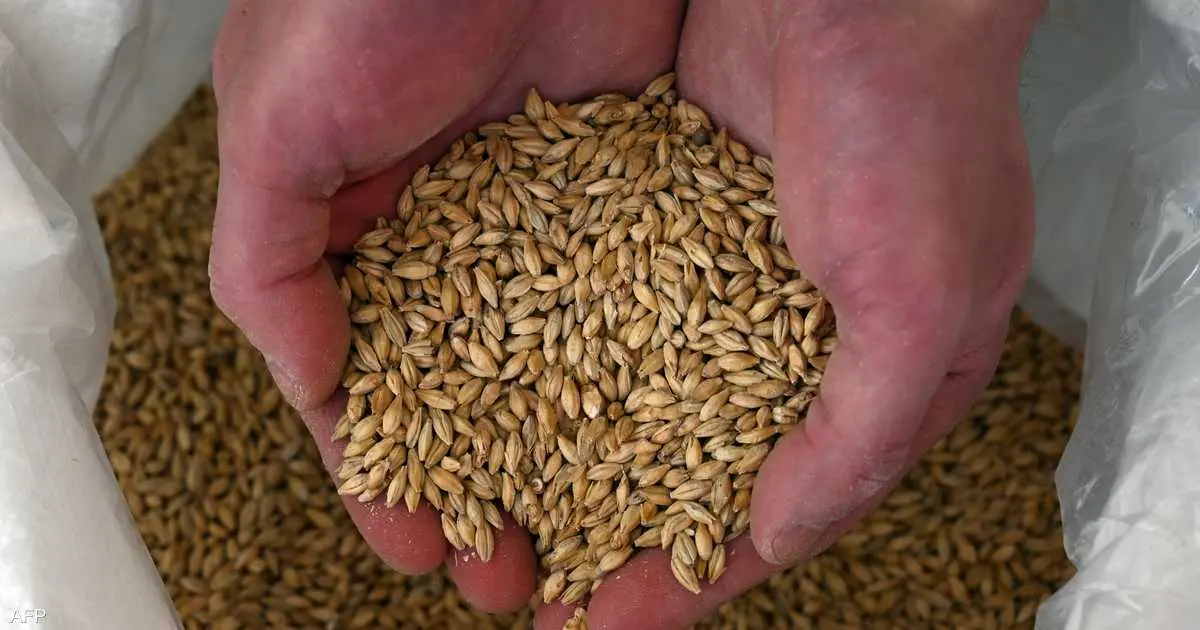 غولدمان ساكس يحذر من قفزة في أسعار الحبوب بسبب الحرب