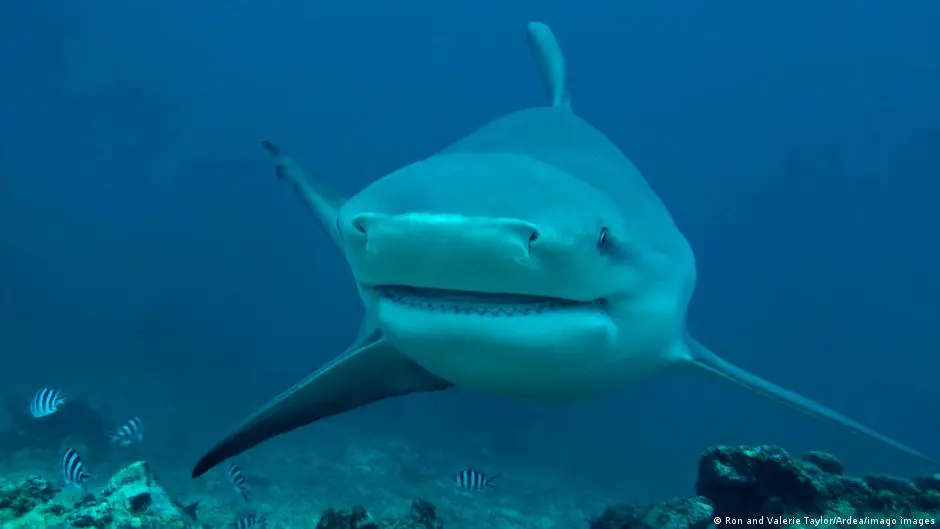 دراسة: وجه آخر لقرش الثور العدواني تجاه البشر ...كيف؟