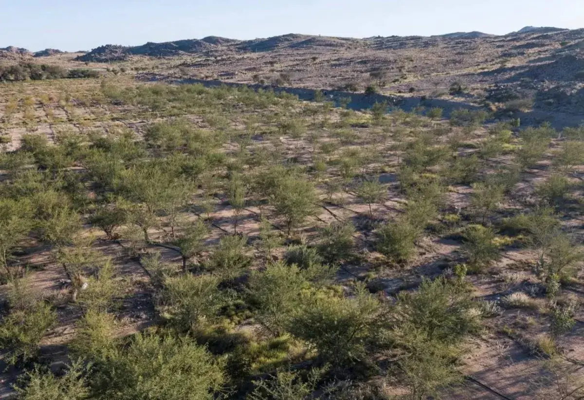 «الفاو» تشيد بإعلان السعودية إعادة تأهيل مليون هكتار من الأراضي