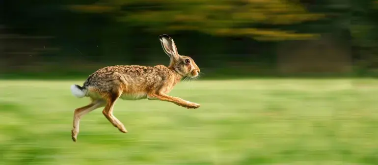 دراسة علمية: دليل جديد على استمرار وجود أرنب هاينان المهدد بالانقراض في الصين