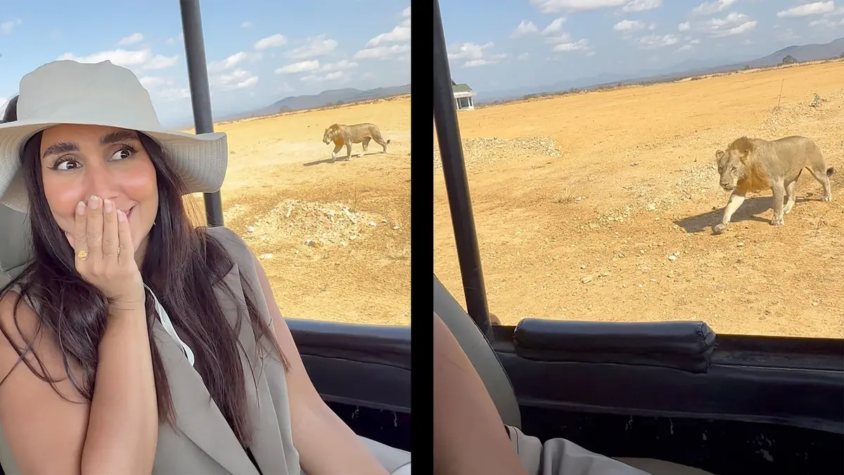 الصوت ممنوع.. شاهد أسدًا يقترب من سيارة سفاري في قلب الطبيعة بإفريقيا