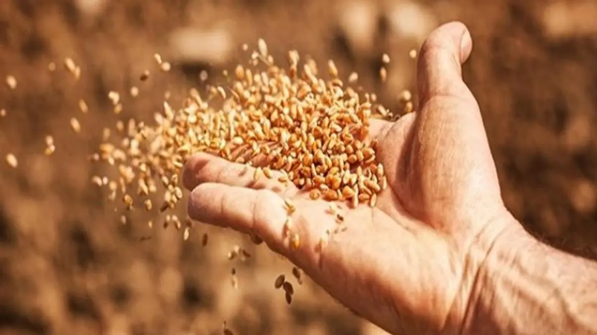 مصر تستعد لتوريد القمح المحلي بالموسم الحالي