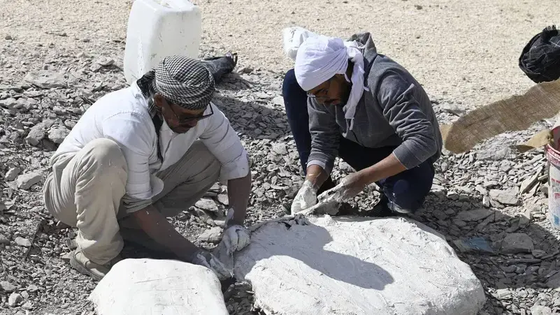 اكتشاف أحفوري نادر لسلحفاة بحرية عملاقة تعود إلى 68 مليون عام في مصر