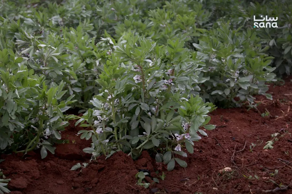 أمطار شهر آذار تنعش المحاصيل الزراعية والخضار والأشجار المثمرة في درعا