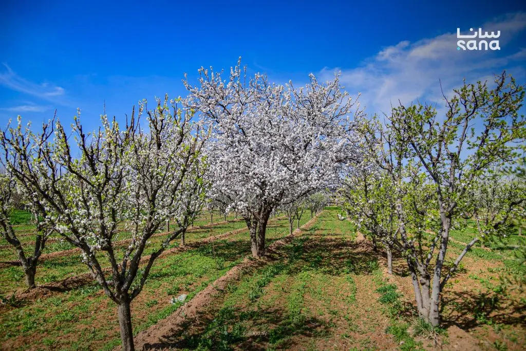 خمسينية الشتاء… نهاية البرد وبداية الربيع في الموروث الشعبي