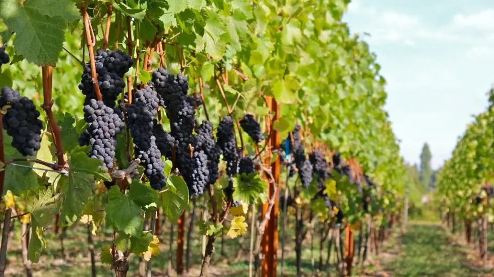 نواة عنب قديمة تكشف سر أصناف النبيذ التي نعرفها اليوم