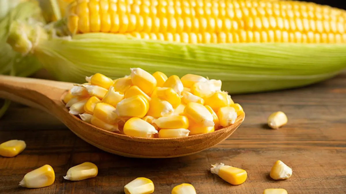 تقرير أداء عقود الذرة الأمريكية: رصد للتقلبات السعرية واتجاهات السوق (2025 - 2026)