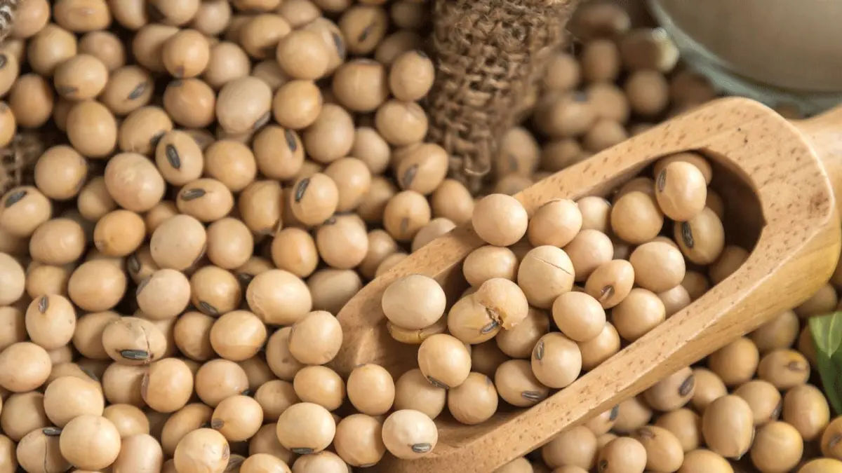 أداء عقود فول الصويا الأمريكي: رحلة من التقلبات العنيفة نحو مستويات قياسية